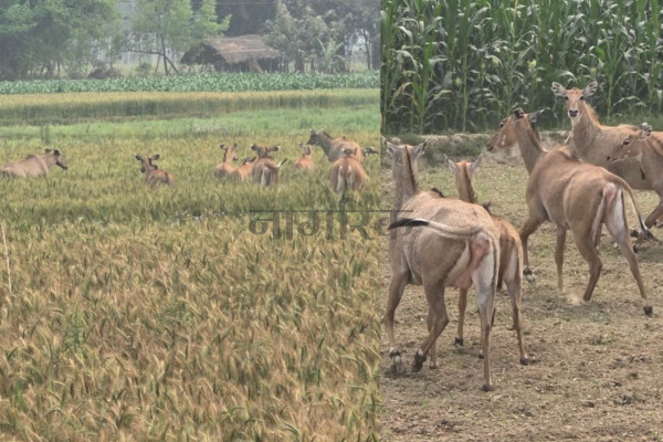 रौतहटमा जंगली निलगाईको आतंक